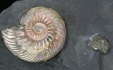 Iridescent Ammonite Fossils Mounted In Shale - x #38232-3